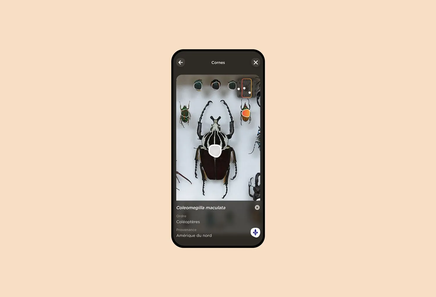 Avec la reconnaissance virtuelle, l’application permet d’identifier et d’en savoir plus sur les insectes que le visiteur prend en photo